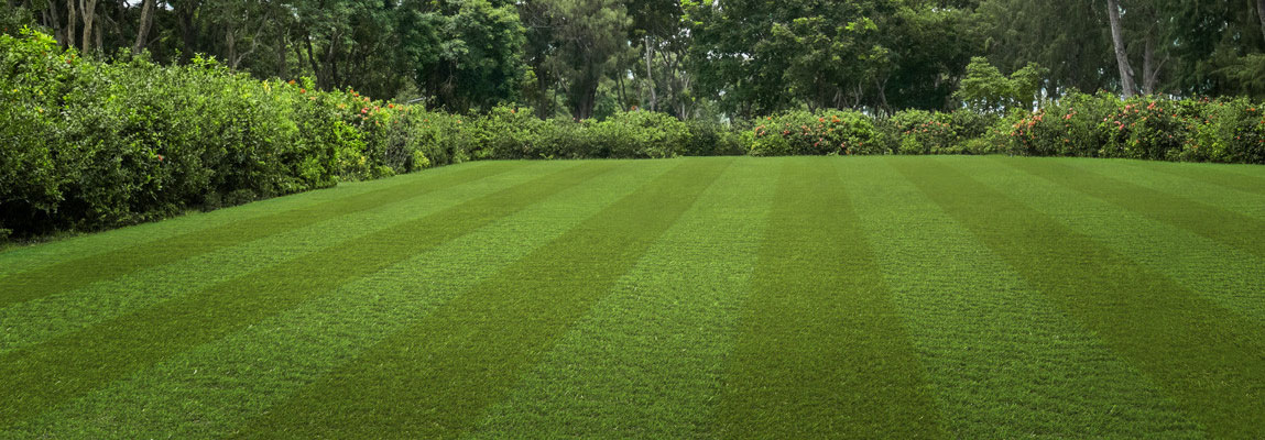 Artificial Grass